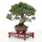 VENDU Juniperus chinensis itoigawa 17030222