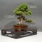 VENDU juniperus chinensis itoigawa ref 03060224