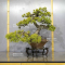 VENDU Pinus pentaphylla du Japon ref :15050223