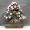 PT rhododendron gyoten 29040221