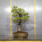Pinus pentaphylla du Japon ref : 11040223
