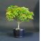 acer palmatum 'kiyohime' and bonsai pot set