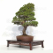 VENDU Pinus pentaphylla kokonoe 12090221
