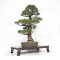 Pinus pentaphylla kokonoe du Japon ref :19090222