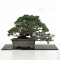 Juniperus chinensis itoigawa 27100227