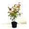 Acer palmatum DESHOJO de bouture 3l