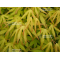 acer palmatum golden falls