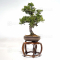 VENDU juniperus chinensis itoigawa ref : 03030231