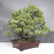 Pinus pentaphylla 31070235