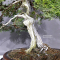 juniperus chinensis ref: 30080231