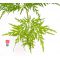 Acer palmatum emerald lace en godet