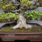rhododendron momo chidori 2210231