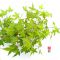 Acer palmatum 'Little Princess'