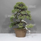 juniperus rigida ref: 1711232
