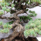 PT Pinus pentaphylla du Japon 1711236