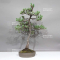 Pinus pentaphylla 0112234