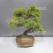 juniperus chinensis itoigawa 20090241