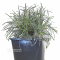 ficinia truncata ice crystal pot 2 litres