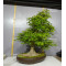 acer palmatum 150525