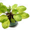 hosta lemon snap
