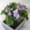 Hosta school mouse