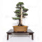 juniperus rigida ref: 19070252