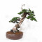 Juniperus rigida 21070252