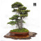 picea  jezoensis 28070252