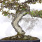 eleagnus pungens 28070254