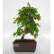carpinus turczaninowii ref : 23070251