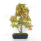 Acer palmatum ref: 23070252