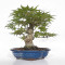 acer palmatum seigen  ref : 23070253