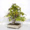 pseudocamelia japonica 23070254
