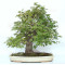 acer palmatum beni chidori 23070255