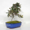 eleagnus pungens maculata aurea 12020258