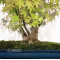 Acer palmatum ref: 24070251