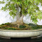 Acer palmatum ref: 24070252
