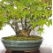 VENDU acer palmatum ref: 24070254