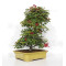acer palmatum deshojo 24070253