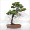 Pinus pentaphylla du Japon ref :24070256