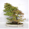 acer palmatum beni chidori 24070257