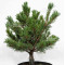 Pinus parviflora var. iona