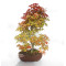 acer palmatum deshojo 17030234
