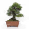 Pinus thunbergii ref: 120202512