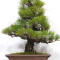 Pinus thunbergii ref: 120202513