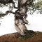 juniperus chinensis itoigawa ref 12020255