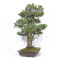 pinus pentaphylla 120202510