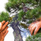 Pinus pentaphylla du Japon ref :12020256