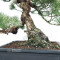 Pinus pentaphylla ref 12020253