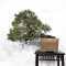 pinus pentaphylla 12020259